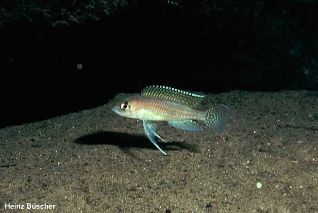 Neolamprologus ventralis 'Tembwe (Deux)'